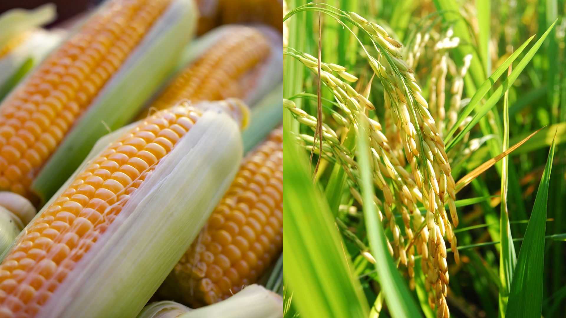 Sepanjang 2025, Panen Padi dan Jagung Jabar Alami Kenaikan